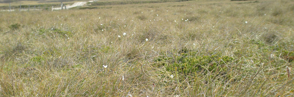 INLAND PLANTS picture of white grass/ acid grassland flat